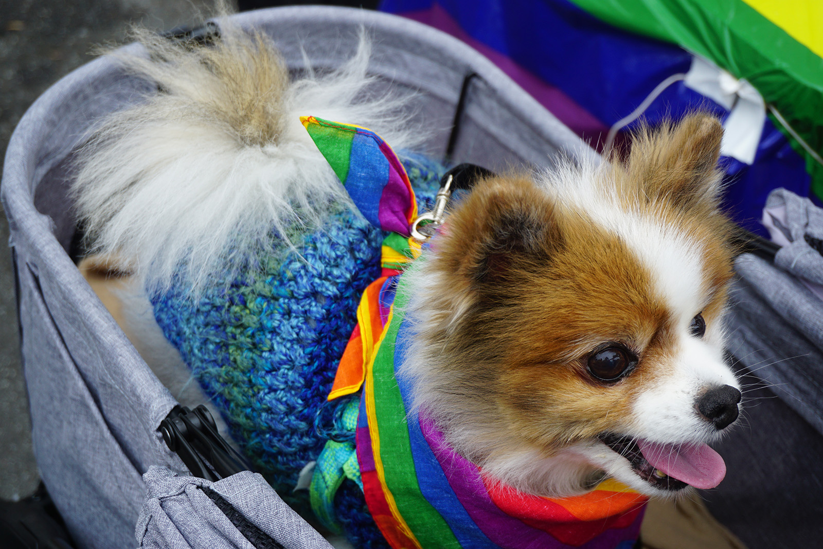 toy-sized dog in pride gear